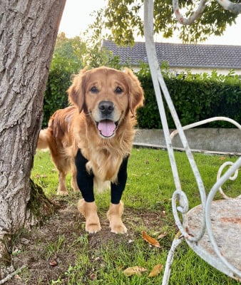 Étalon Golden Retriever - Timon de La Plaine Bourbonnaise
