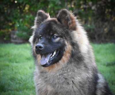Étalon Eurasier - Ahmeerya Saryanide Des Etoiles Vagabondes
