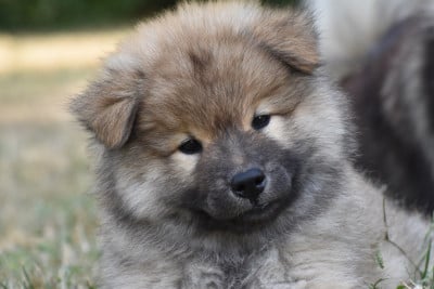 Étalon Eurasier - Bela Yami des Étoiles Vagabondes 