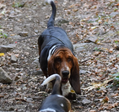 Étalon Basset Hound - AIRWAVES des Cotes de la Saunade