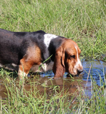 Étalon Basset Hound - VERMICELLE des Cotes de la Saunade