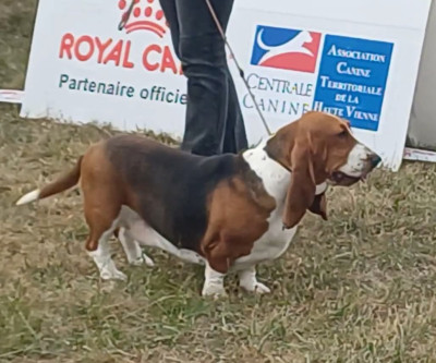 Étalon Basset Hound - VODKA TONIC des Cotes de la Saunade
