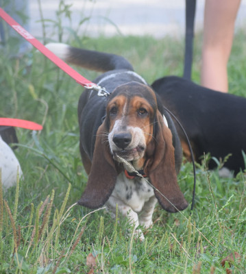 Étalon Basset Hound - AMORA des Cotes de la Saunade