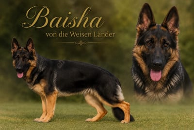 Étalon Berger Allemand - BAISHA Von Die Weisen Lander