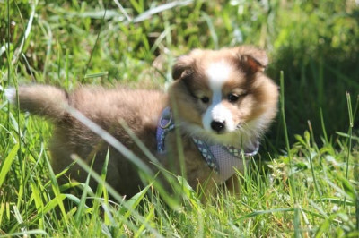 Étalon Shetland Sheepdog - Bulma "Bu-Bulle" Des petites fées des sables