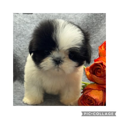 Étalon Shih Tzu - BONNY of Kieu Temple