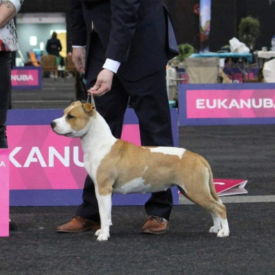 Étalon American Staffordshire Terrier - CH. Quashee red by design