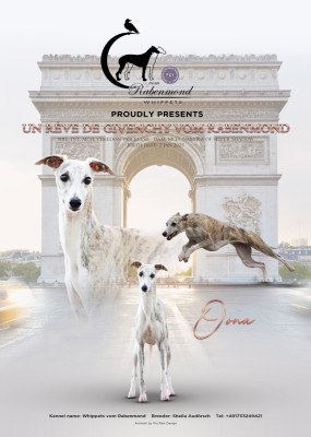 Étalon Whippet - Un reve Givenchy  Vom Rabenmond