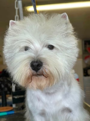 Vodka Pom de Biguinine