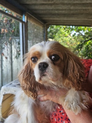 Étalon Cavalier King Charles Spaniel - Romy schneider  De La Légende De Chantevent