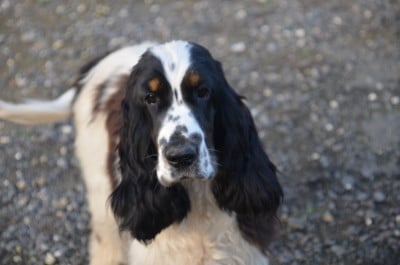 Étalon Cocker Spaniel Anglais - aloha ziggy Du Clos De La Majesty