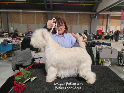 Étalon West Highland White Terrier - Unique Potion Des Petites Sorcières