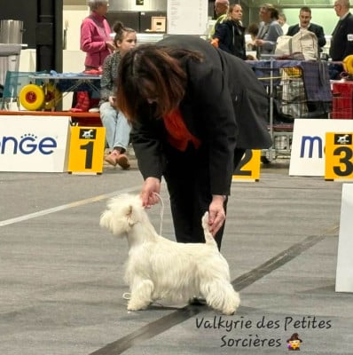Étalon West Highland White Terrier - Valkyrie Des Petites Sorcières