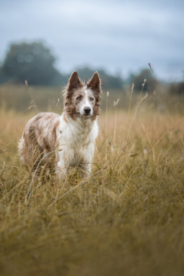 Étalon Border Collie - Ula-op Titre Initial