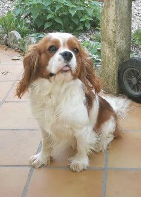 Étalon Cavalier King Charles Spaniel - Viko De La Bergerie D'Argent