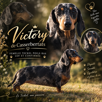 Étalon Teckel poil ras - VICTORY De Cassebertats