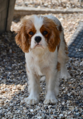 Étalon Cavalier King Charles Spaniel - Bohemian Rhapsody Des Cavaliers Du Prieuré