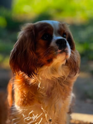 Étalon Cavalier King Charles Spaniel - Vicky Du Royaume D’Héra