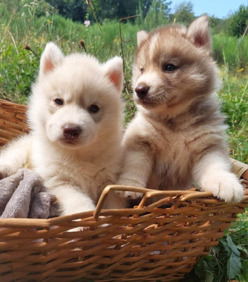 Étalon Siberian Husky - Vade retro lilith Of Moonlight's Rhapsody