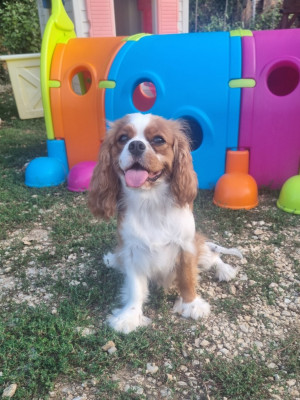 Étalon Cavalier King Charles Spaniel - Vanya Du Petit Brillouard
