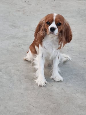 Étalon Cavalier King Charles Spaniel - Vicky Du Petit Brillouard