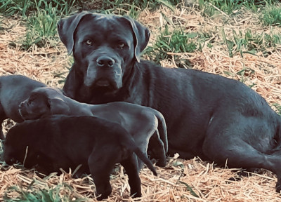 Étalon Cane Corso - Volga Des Libertés De Taruwa