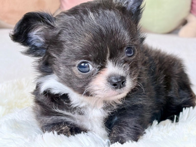 Étalon Chihuahua - Boss Poupi Des Minis Bombes