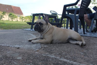 Étalon Bouledogue français - Unity Shamrock Cottage