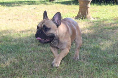 Étalon Bouledogue français - Ulrich du Domaine des Bastidiens