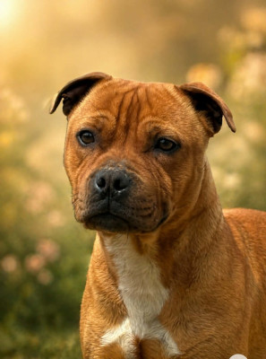 Étalon Staffordshire Bull Terrier - Amy Queen Of-Game Sweet Dream Stafford