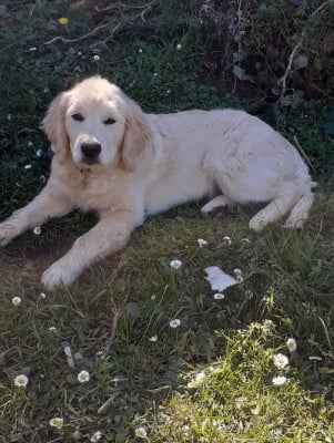 Étalon Golden Retriever - Aston Des Kafer Goldens