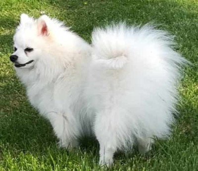 Étalon Spitz allemand - Olympe du Domaine des Trolls