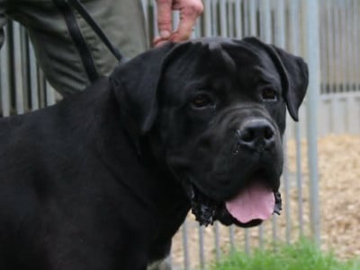 Étalon Cane Corso - Vasco domaine de Spartacus