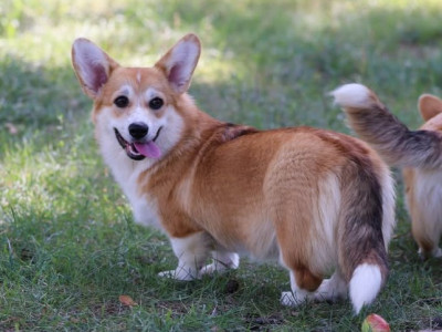 Étalon Welsh Corgi Pembroke - solar satellite Idea Fix