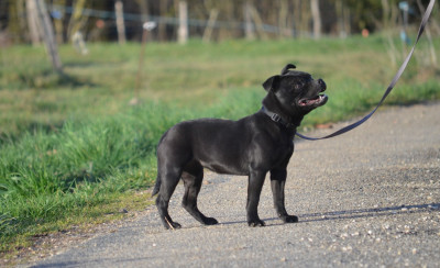Étalon Staffordshire Bull Terrier - Voice Du Domaine De Roujus