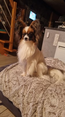 Étalon Epagneul nain Continental (Papillon) - Végas De L'Esprit Du Lion D'or
