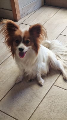 Étalon Epagneul nain Continental (Papillon) - Vitamine Du pré moussey