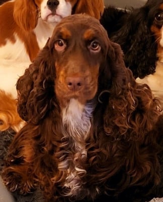 Étalon Cocker Spaniel Anglais - REBELLE DU DOMAINE DE KERJONC Du Galain