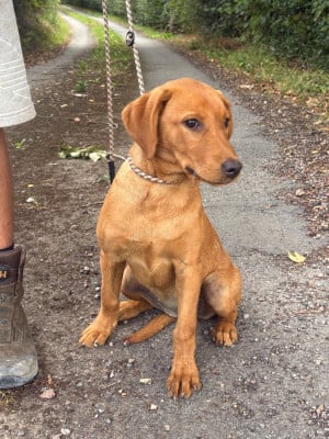 Étalon Labrador Retriever - Baya Des Roseaux Normands