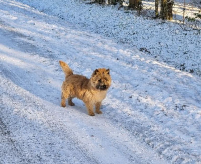 Étalon Cairn Terrier - Auguste de Cosédia