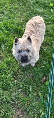 Étalon Cairn Terrier - Altesse De La Bergerie Warren
