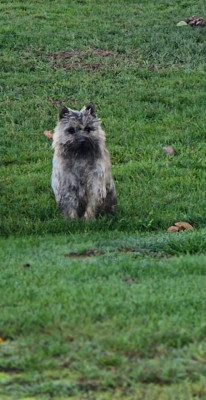 Étalon Cairn Terrier - Ades Feeling Cottage