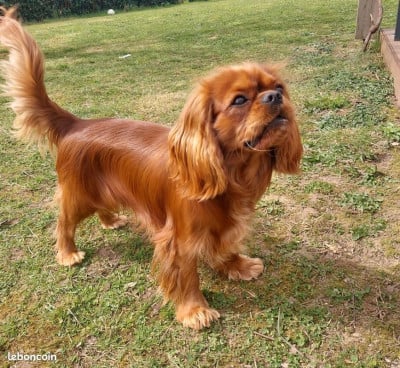 image de Arthur des petits anges de sophie
