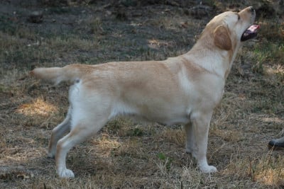 Étalon Labrador Retriever - Very Best Miss  Du bois des loutres
