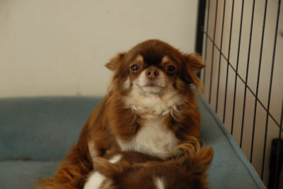 Étalon Chihuahua - RONNIE  des Brumes de Rhodanie