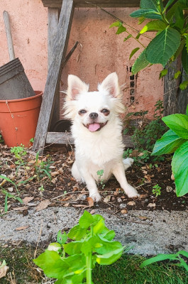 Étalon Chihuahua - Ulka Des Petits Amours D'Arcadie