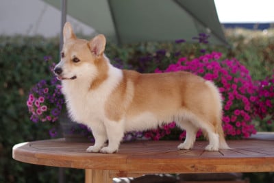 Étalon Welsh Corgi Pembroke - Alfheim Floki des salines de Goupil