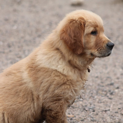 Étalon Golden Retriever - Bonnie De L'Arche De Lolita