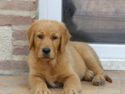 Étalon Golden Retriever - Beau gosse dit Django des tribus de Mataoka