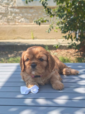 Étalon Cavalier King Charles Spaniel - Belle de boréale Des Terres De L'infini